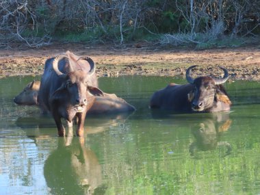Sri Lanka 'daki Yala Ulusal Parkı' nda havuzda debelenen Bufalo Suyu..