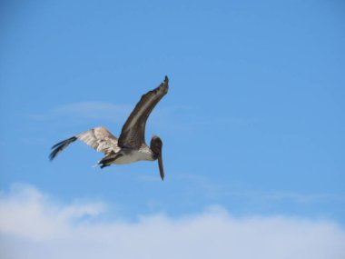 Jamaika açıklarında kahverengi Pelikan balıkçılığı.