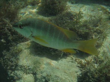Schoolmaster Snapper. Bu balıklar Jamaika kıyılarında bir resifte yaşıyorlar..