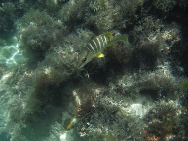 Schoolmaster Snapper. Bu balıklar Jamaika kıyılarında bir resifte yaşıyorlar..