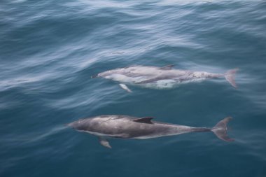 Cebelitarık körfezindeki bir tekneyi takip eden neşeli yunuslar..