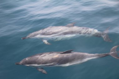 Cebelitarık körfezindeki bir tekneyi takip eden neşeli yunuslar..
