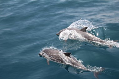 Cebelitarık körfezindeki bir tekneyi takip eden neşeli yunuslar..