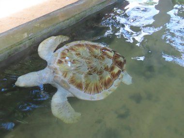 Kurtarılan kaplumbağa, Sri Lanka civarındaki merkezlerden birinde rehabilitasyona alındı. Sonra da serbest bırakıldı..