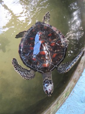 Kurtarılan kaplumbağa, Sri Lanka civarındaki merkezlerden birinde rehabilitasyona alındı. Sonra da serbest bırakıldı..