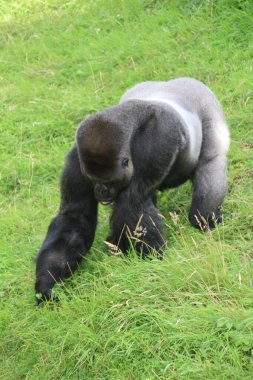Goriller otçul, ağırlıklı olarak yerde yaşayan ve ekvator Afrika 'nın tropikal ormanlarında yaşayan büyük maymunlardır..