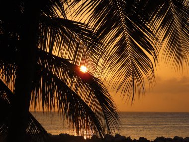 Güneş, Tobago 'daki bir plajda yavaşça batarken palmiye yapraklarının arasından baktı..