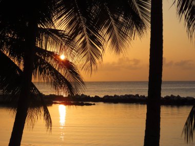 Güneş, Tobago 'daki bir plajda yavaşça batarken palmiye yapraklarının arasından baktı..