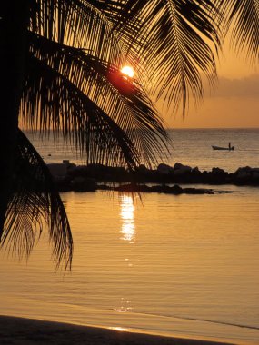 Güneş, Tobago 'daki bir plajda yavaşça batarken palmiye yapraklarının arasından baktı..