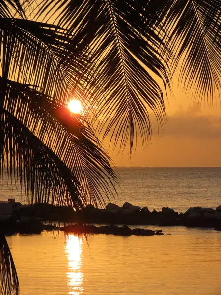 Güneş, Tobago 'daki bir plajda yavaşça batarken palmiye yapraklarının arasından baktı..