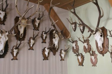 Spor olsun diye vurulan hayvanların kafatasları ödül olarak duvara asılıydı..