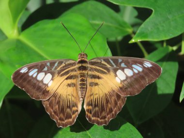 Kahverengi Clipper Kelebeği 'nin (Parthenos Sylvia) bahçedeki yeşilliklerin arasında dinlenirken yakın plan.