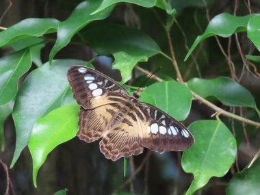 Kahverengi Clipper Kelebeği 'nin (Parthenos Sylvia) bahçedeki yeşilliklerin arasında dinlenirken yakın plan.
