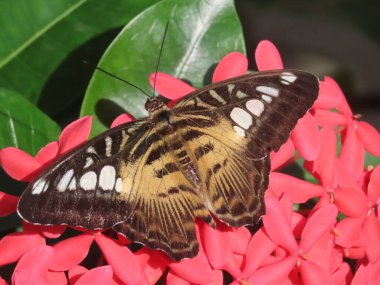 Kahverengi Clipper Kelebeği 'nin (Parthenos Sylvia) bahçedeki yeşilliklerin arasında dinlenirken yakın plan.