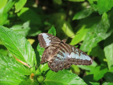 Mavi bir kelebeğin (Parthenos Sylvia) bahçedeki yaprakların arasında dinlenen.