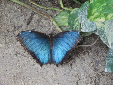 Mavi bir Morpho Kelebeği 'nin (Morpho Peleides) bahçedeki yaprakların arasında dinlenirken.