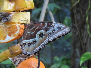 Mavi bir Morpho Kelebeği 'nin (Morpho Peleides) bahçedeki yaprakların arasında dinlenirken.