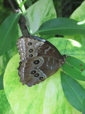 Mavi bir Morpho Kelebeği 'nin (Morpho Peleides) bahçedeki yaprakların arasında dinlenirken.