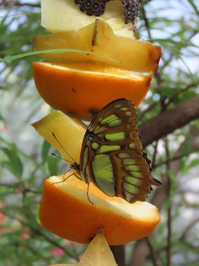 Bir bahçede yaprakların arasında dinlenen bir Malachite kelebeğinin (Siproete Stelenes) yakın plan.