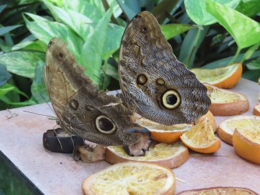 Bahçedeki yaprakların arasında dinlenen bir kelebeğe (Kaligo 'ya) yaklaş..