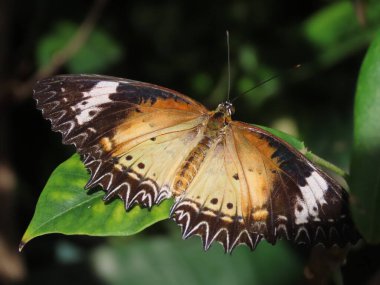 Kırmızı Lacewing kelebeğinin (Cethosia Biblis) yakınında, bir bahçede,.