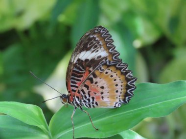 Kırmızı Lacewing kelebeğinin (Cethosia Biblis) yakınında, bir bahçede,.