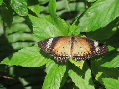 Kırmızı Lacewing kelebeğinin (Cethosia Biblis) yakınında, bir bahçede,.