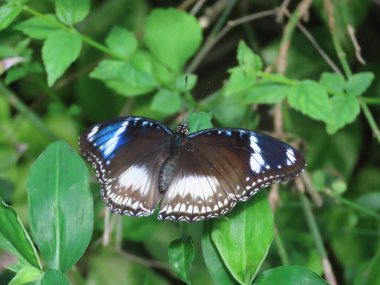 Mavi Ay kelebeğinin (Hypolimnas Bolino) bahçedeki yaprakların arasında dinlenen.