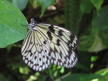 Bir bahçede yaprakların arasında dinlenen Büyük Ağaç Perisi Kelebeğine (Fikir Leuconoe) yakın plan.