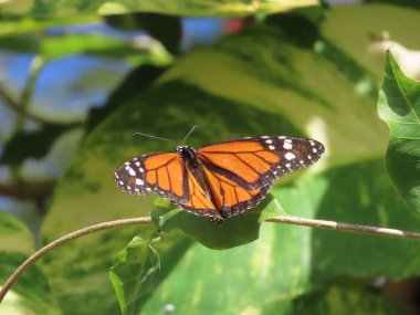 Kral kelebeğinin (Danaus Plexippus) bahçedeki yeşilliklerin arasında dinlenen yakın plan.