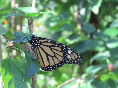 Kral kelebeğinin (Danaus Plexippus) bahçedeki yeşilliklerin arasında dinlenen yakın plan.