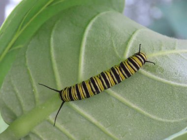 Kral kelebeği tırtılı yaprakla besleniyor..
