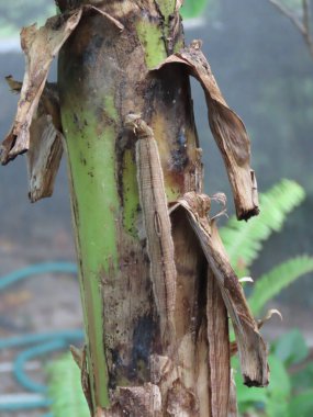 Baykuş Kelebeği tırtılının vücudu beslendiği bitkiye karşı iyi kamufle olur..