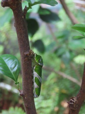 Kırlangıç Kelebeği tırtılının vücudu beslendiği bitkiye karşı iyi kamufle olur..