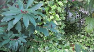 Mavi Morpho kelebekleri ağaçların arasında çırpınıyor.