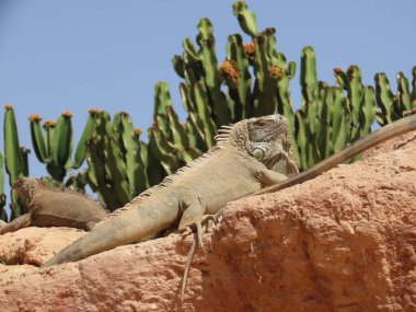 Iguana Fas 'ta bir kayanın üzerinde güneşleniyor..