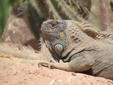 Iguana Fas 'ta bir kayanın üzerinde güneşleniyor..