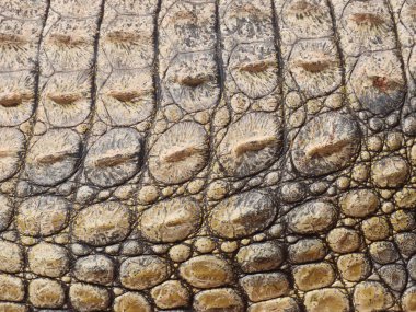 Bir Nil timsahının derisini kapatın (Timsah niloticus).