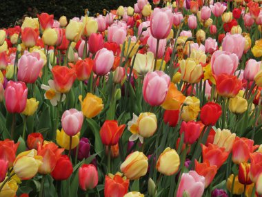 Laleler, Tulipa cinsinde bahar çiçekleri açan her daim yeşeren bulbiferöz jeofitlerdir. Çiçekleri genellikle büyük, gösterişli ve parlak renkli, genellikle kırmızı, turuncu, pembe, sarı veya beyazdır.. 