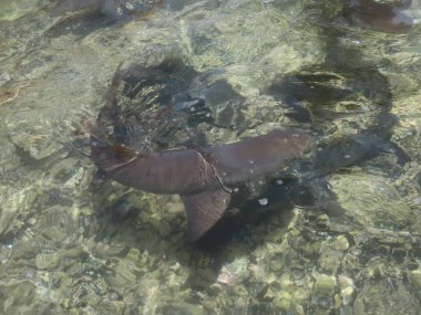 Yavru Limon Köpekbalığı Cape Verde 'deki Sal adasının açığındaki Shark Körfezi' nde yaşıyor.