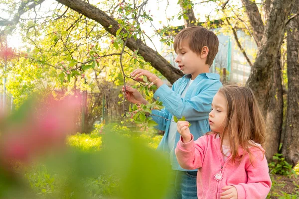 Rozkošný Chlapec Dívka Dotýkající Kvetoucích Větví Růžovými Květy Jabloně Zahradě — Stock fotografie