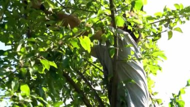 Genç erkek ağaçta otururken elma topluyor ve kız arkadaşına elma fırlatıyor.