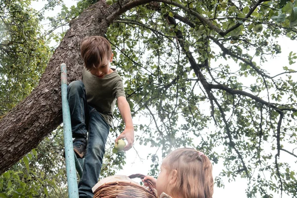 View Boy Picking Apples Basket Which Holding Girl Climbing Ladder — Stock Photo, Image