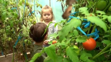 Serada olgun domatesleri seçen ve hasat eden çocukların yaprakları arasında yakın cephe görüntüsü. 