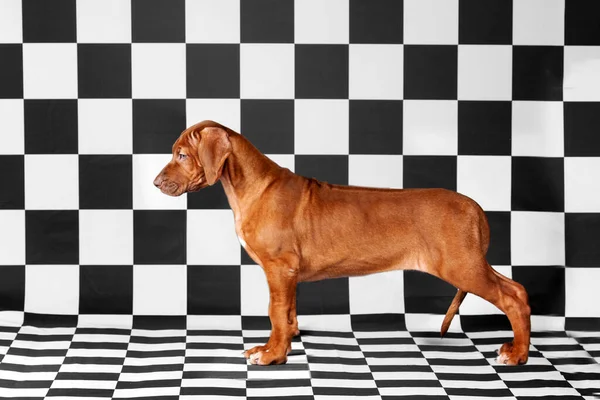 Beautiful rhodesian ridgeback livernose female in studio, black and white background