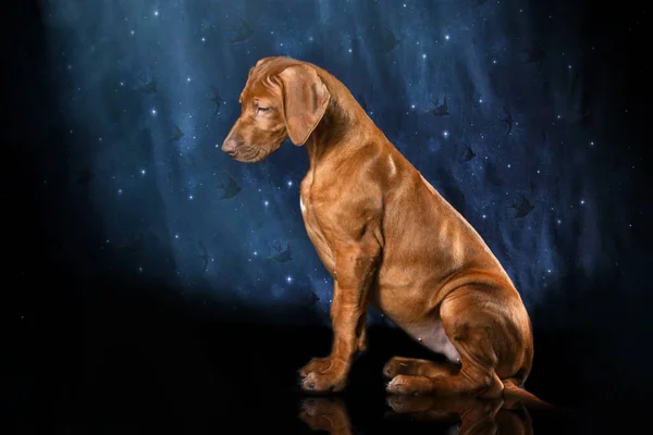 Beautiful rhodesian ridgeback livernose female in studio