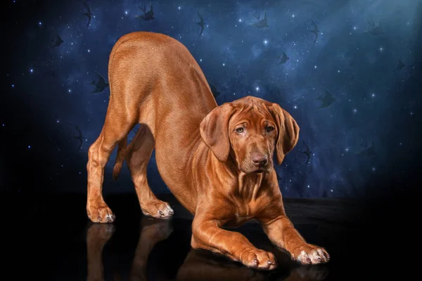 Beautiful rhodesian ridgeback livernose female in studio