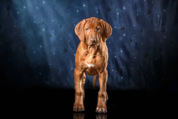 Beautiful rhodesian ridgeback livernose female in studio