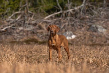 Karaciğer burnu Rodezya sırt köpeği ormanda