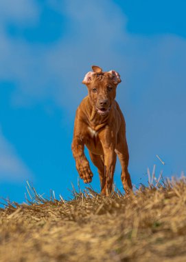 Karaciğer burnu Rodezya sırt köpeği tarlada